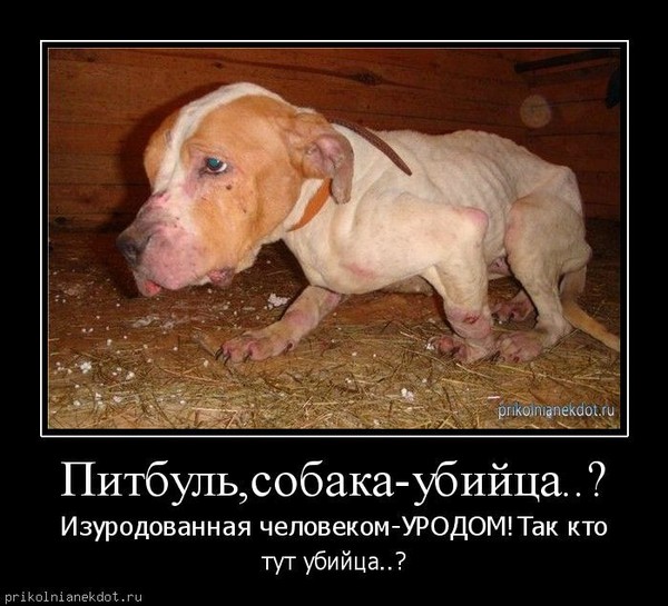 Анекдоты про питбулей Анекдоты про питбулей