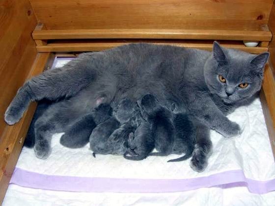 Британская кошка зачатия Британская кошка зачатия
