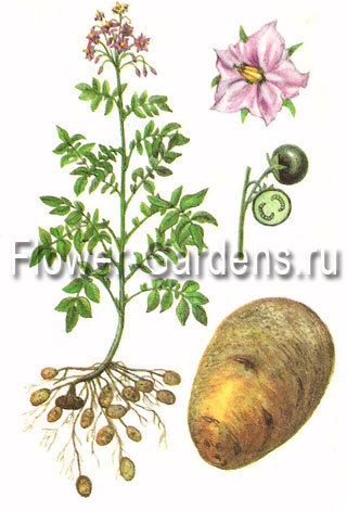 Картофель это плод растения Картофель это плод растения