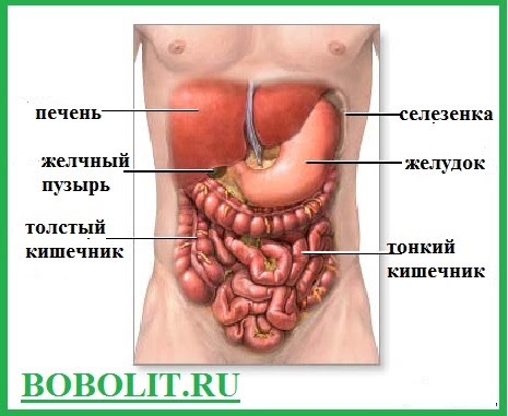 Фото где находиться желчный пузырь