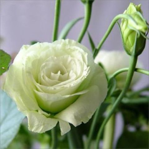 Цветы которые похожи на розы Цветы которые похожи на розы