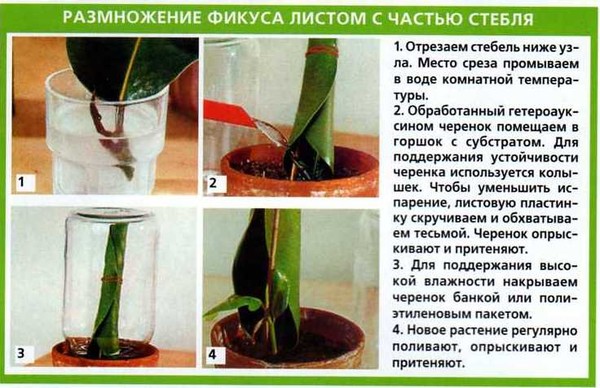 Как размножить фикус пошагово Как размножить фикус пошагово