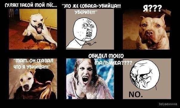 Анекдоты про питбулей Анекдоты про питбулей