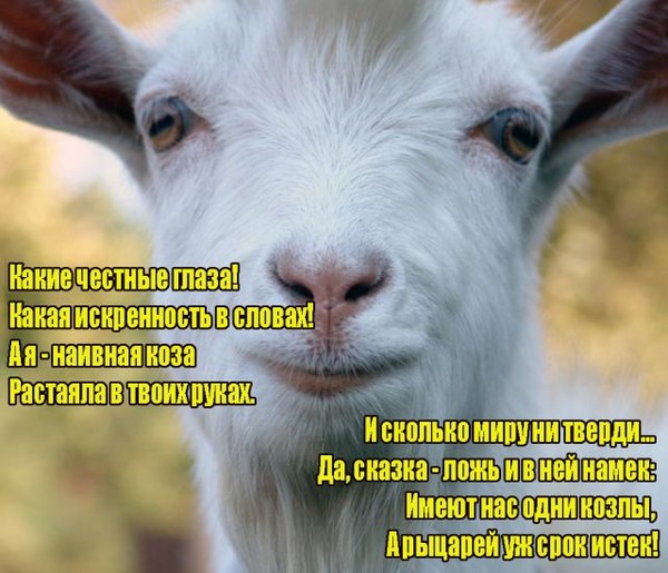 Стих моему козлу Стих моему козлу