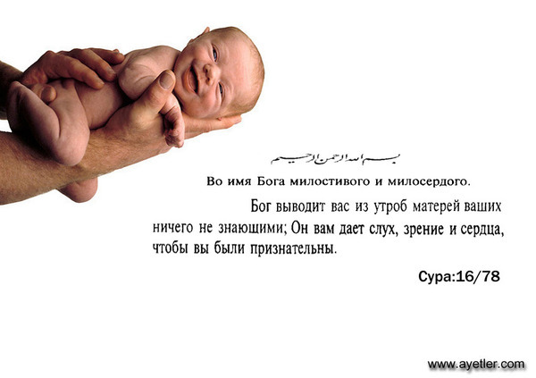 Выращивание бамбука в открытом грунте Выращивание бамбука в открытом грунте