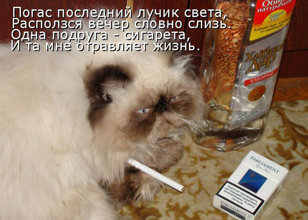Почему тошнит по вечерам ребенка Почему тошнит по вечерам ребенка