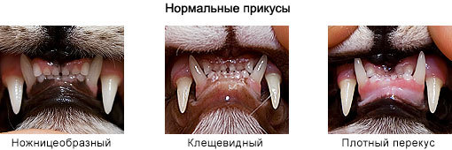 Правильные зубы у кошек Правильные зубы у кошек