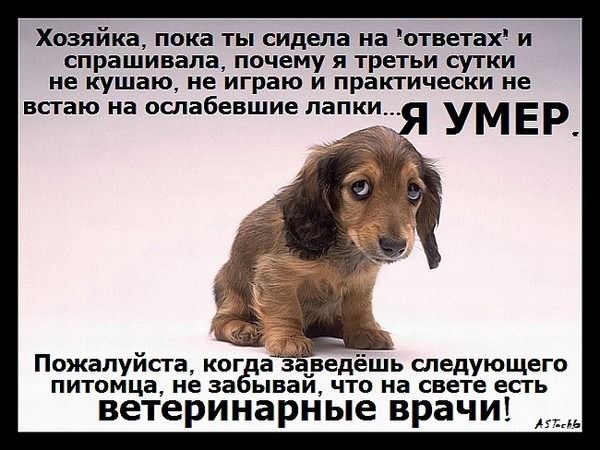 Весёлые конкурсы на свадьбу для гостей Алеша Локис : Отзывы - m