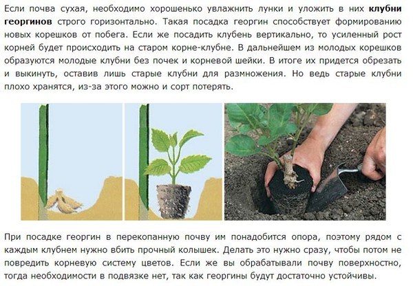 Георгины когда можно сажать в открытый грунт 15