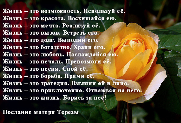 Цитата жизненная мама Цитата жизненная мама