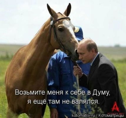 Не в коня корм поговорка Не в коня корм поговорка