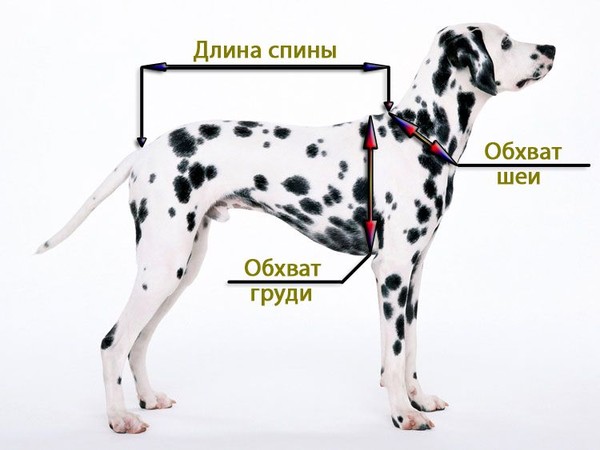 Жизнь энергии и энергия жизни. 18. Рождения видимы / Проза. ру Жизнь без ботокса: гимнастика для лица от Кэрол Мадджио