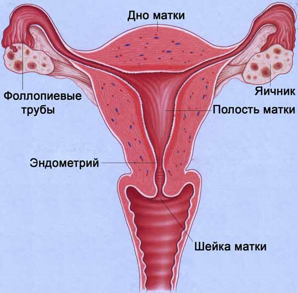 Где находится дно Где находится дно