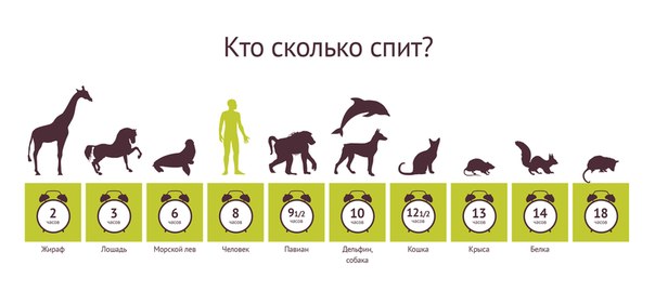 Сколько должны спать котята днем Сколько должны спать котята днем
