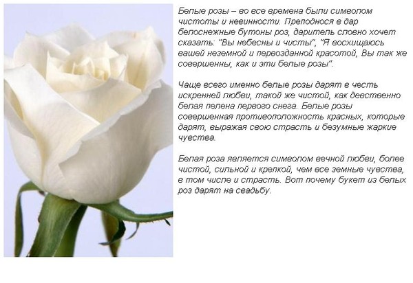 Значение цветок белой розы Значение цветок белой розы