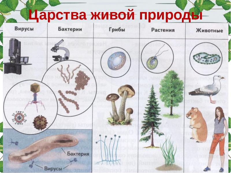Царства живой природы в схеме Царства живой природы в схеме