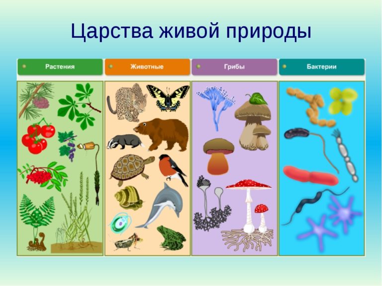 Царства живой природы в схеме Царства живой природы в схеме