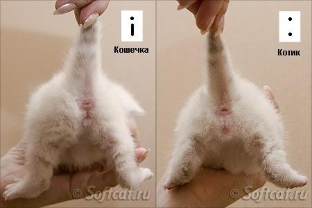 Как узнать пол котенка в 2 месяца Как узнать пол котенка в 2 месяца