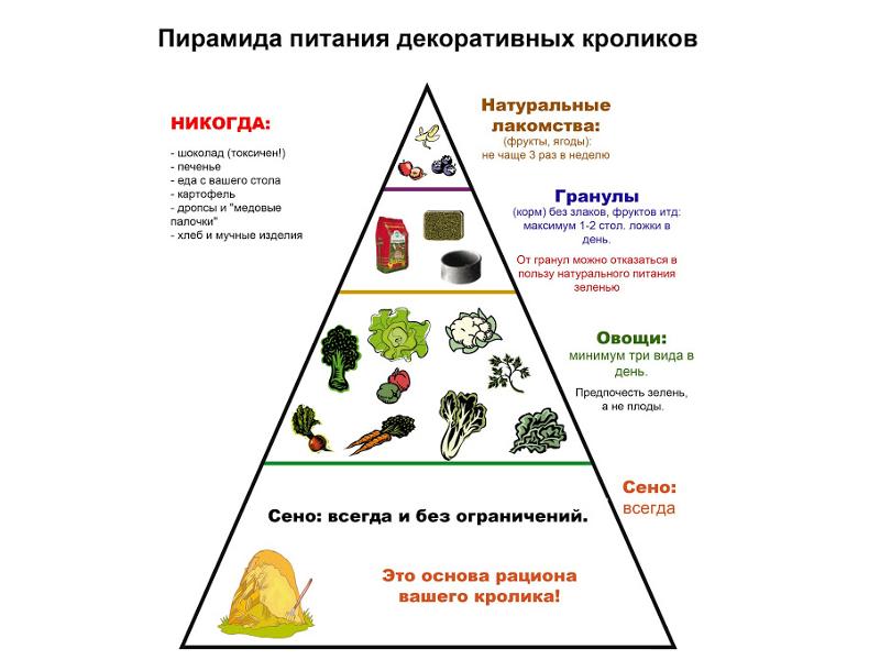 Чем кролики питаются домашние условия Чем кролики питаются домашние условия
