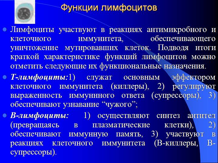 Где находится лимфоциты Где находится лимфоциты