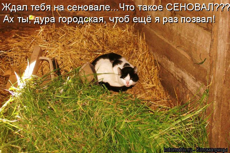 Статусы про сеновал Статусы про сеновал