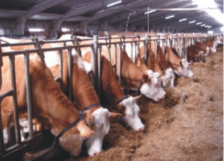 Крупный рогатый скот уход и содержание Крупный рогатый скот уход и содержание