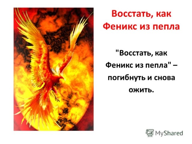 Жар птицу афоризм 183