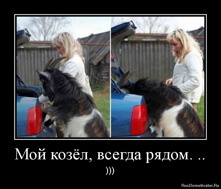 Стих он козёл но мой Стих он козёл но мой