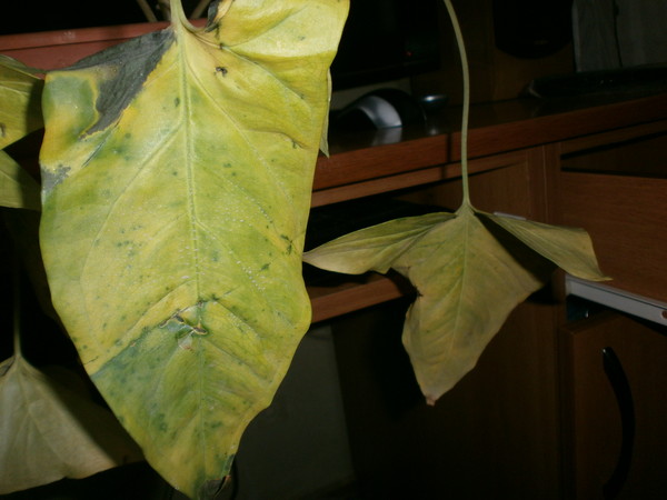 Сингониум пожелтели листья. Почему листья сингониума. Почему листья сингониума. Почему листья сингониума. Сингониум гниль.