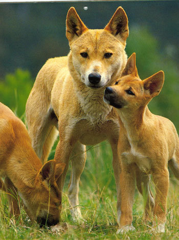 Можно ли приручить дикую собаку динго? | Ответы Mail