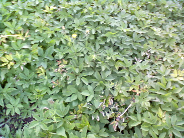 молочай осот огородный. татарник колючий листья. бодяк огородный листья. лебеда осот молочай. молочай осот огородный.