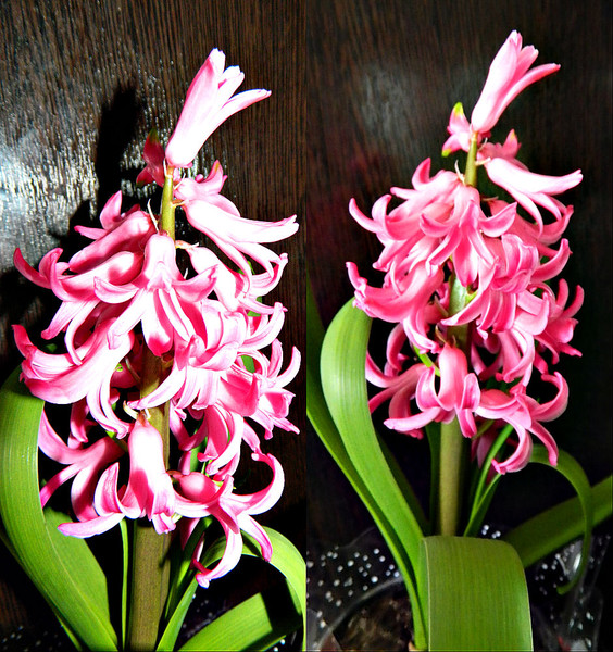 Подскажите пожалуйста номер телефона. Подскажите пожалуйста пример. Вопрос анонимно. Как правильно писать слово пожалуйста или пожалуйста. Очки нагиева.