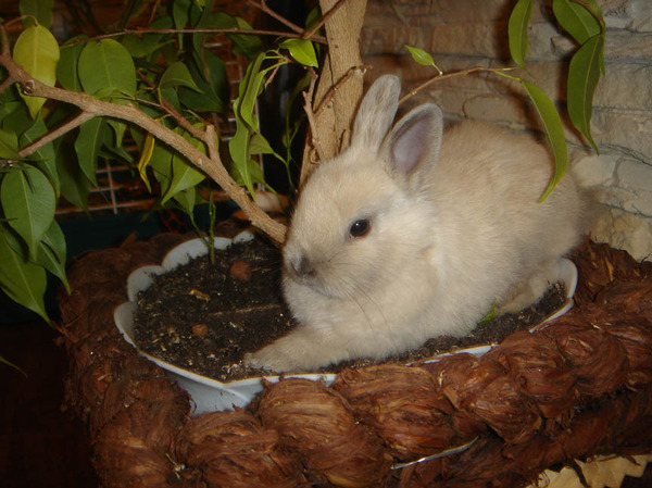 дивеевская керамика натальи крушинской. декоративный возраст. декоративный кролик взрослый. рут кобин. средний возраст декоративного кролика.