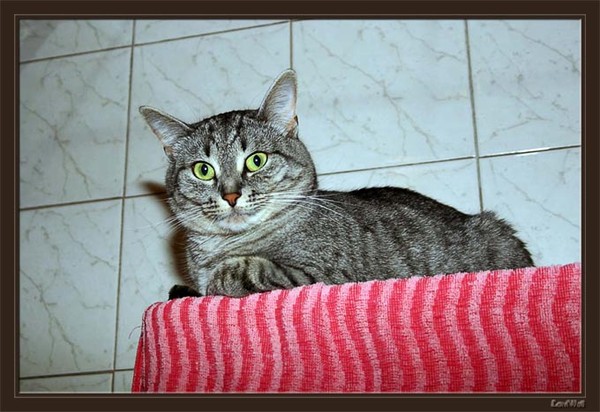 Кошка идет. Кошка ходит шатаясь. Рыжий кот идет. Идиопатический вестибулярный синдром у кошек. Кошка идет.