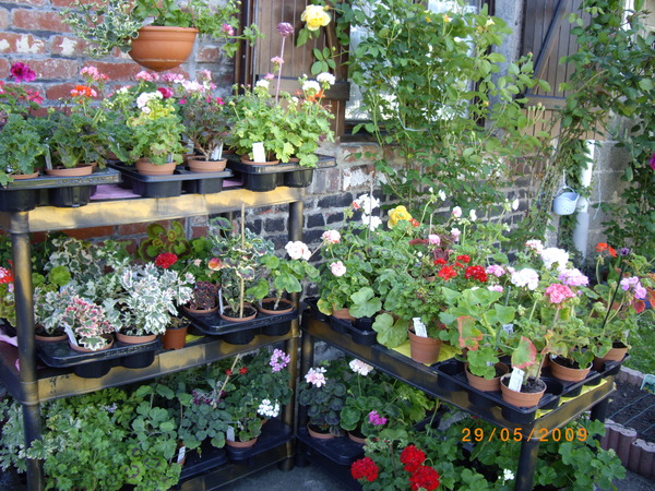 Когда можно выносить на улицу. Выносим цветы на улицу комнатные. Комнатные растения. Герань комнатная дизайн в саду. Выносим цветы на улицу комнатные.