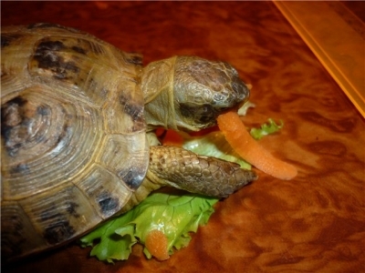 можно ли черепахам морковь. черепаха домашняя. сухопутная черепаха. рацион питания черепах. рацион питания черепахи сухопутной.