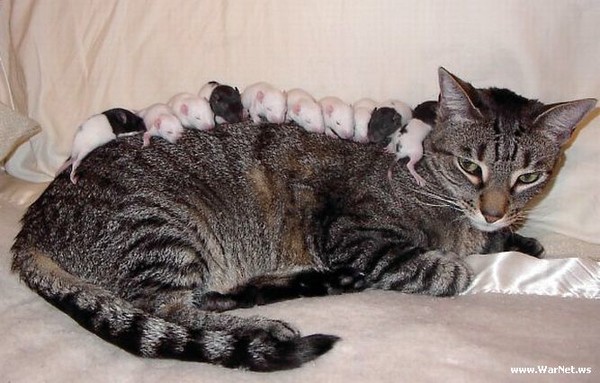 кошка с мышкой картинки