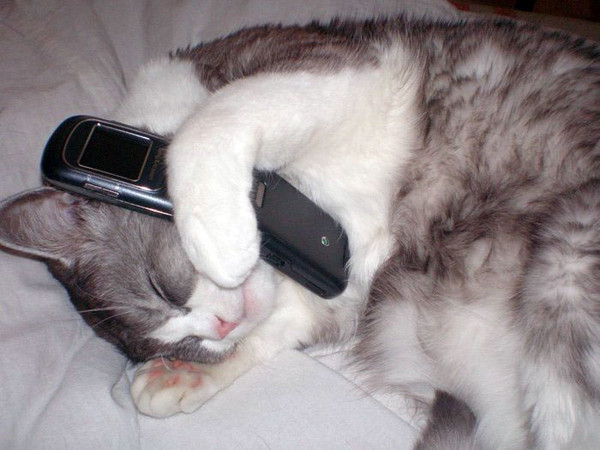 Смешные котики говорящие