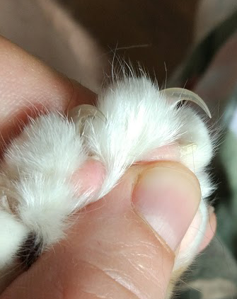 Наросты на подушечках лап у кота. Подушечки на лапках у кошек. Наросты на подушечках лап у кошек. Наросты на подушечках лап у собак. Кожный рог у кота на подушечке.