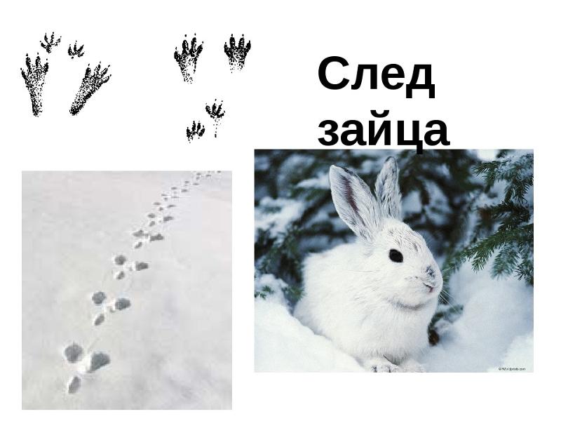 Следы зайца на снегу фото 2 класс