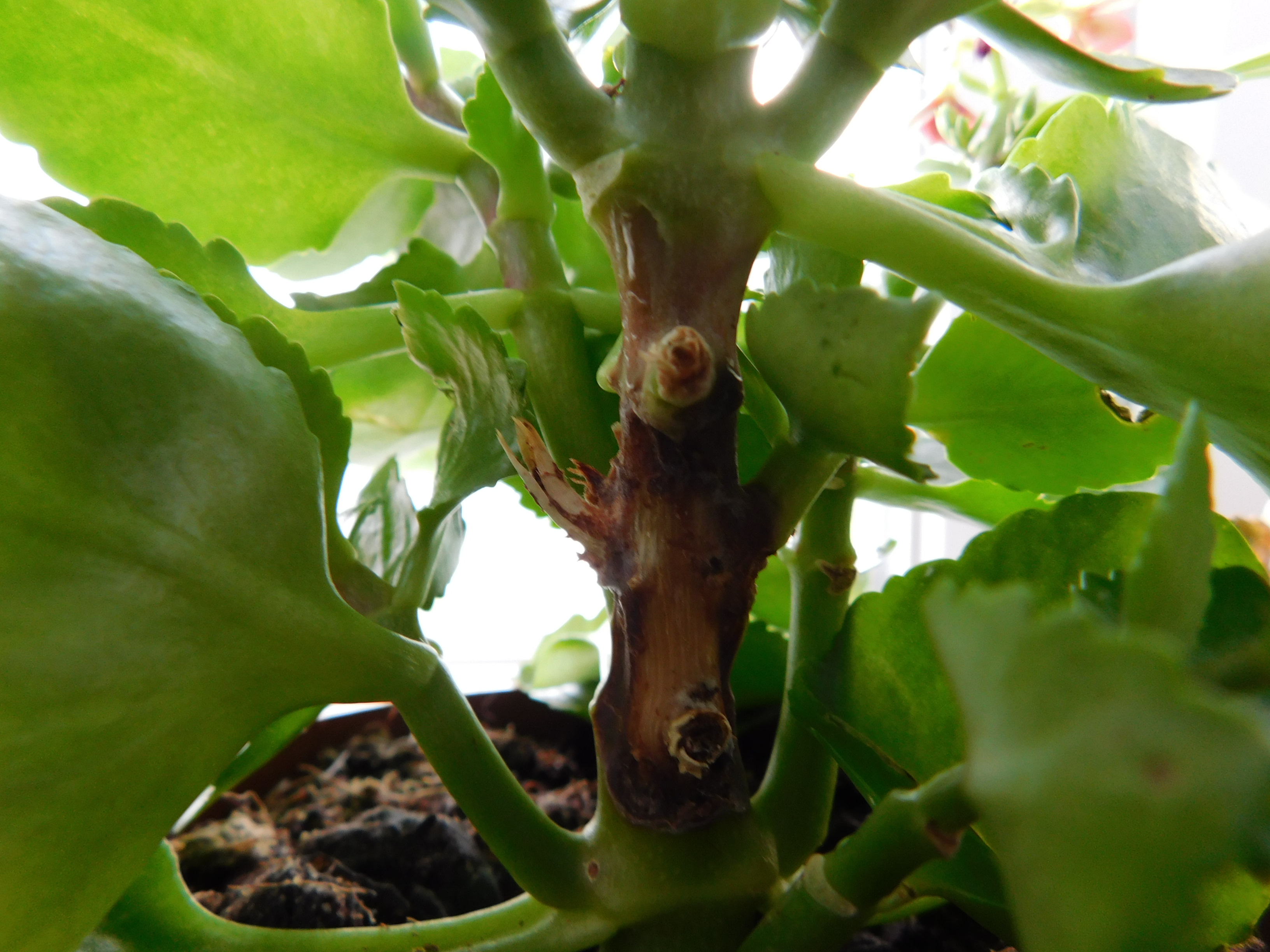 каланхоэ чернеет