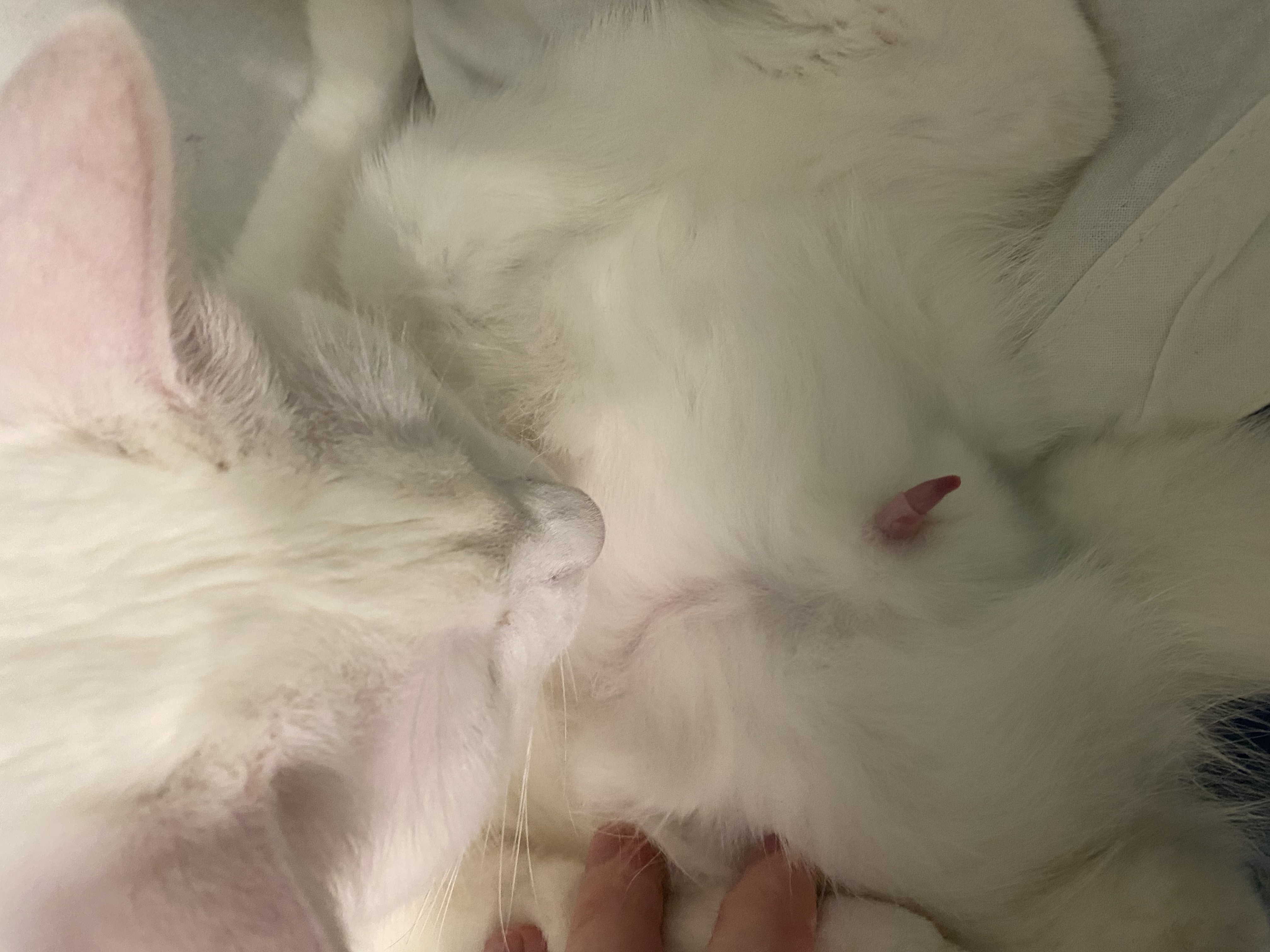 Письки на кот