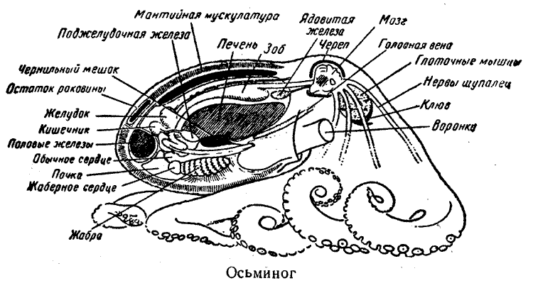 Что находится внутри организма кальмара