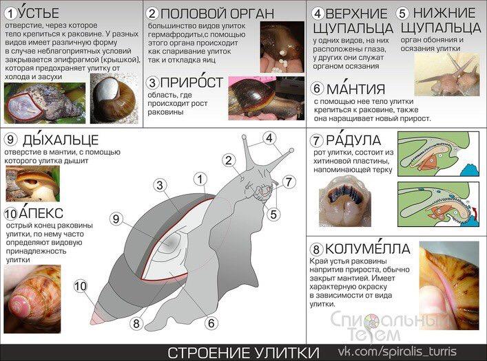 Возраст улитки
