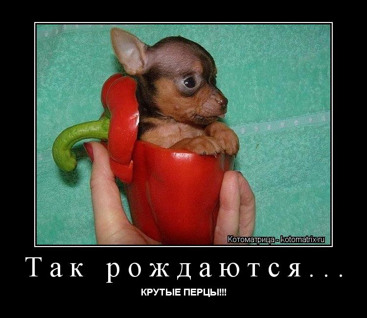 острые приколы картинки профессиональный