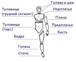 фото плечо человека онлайн фото плечо человека
