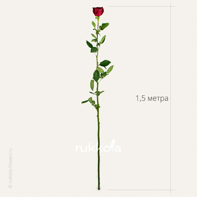 Ответы Mail: Сколько примерно стоит роза в обертке обычная такая ...