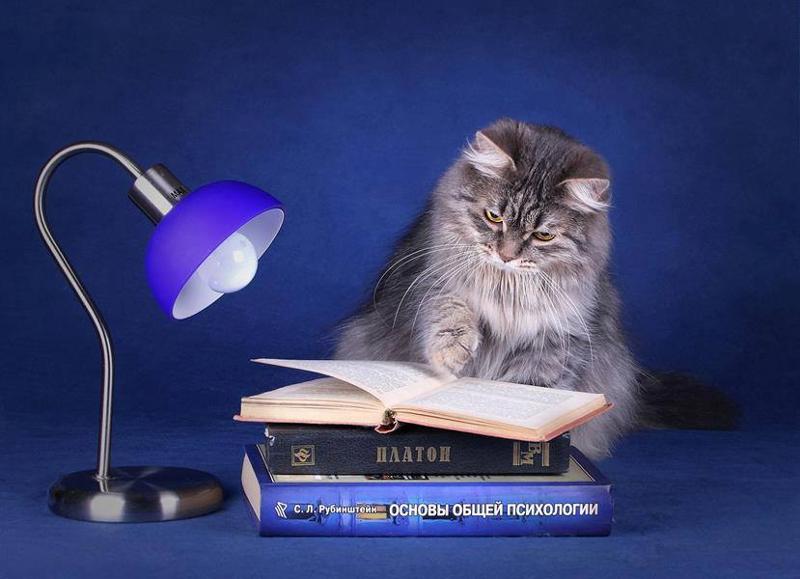 Умный котик