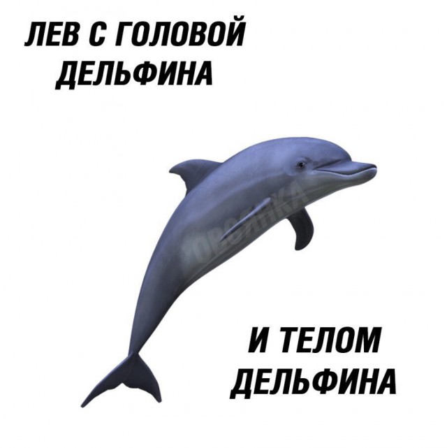 Картинка с дельфинами мем