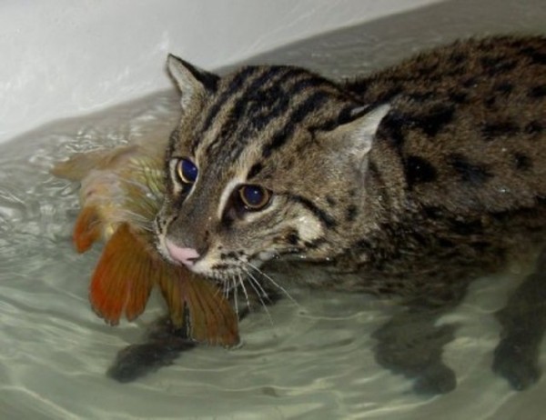 Ответы Mail.ru: Кто так ловко ловит рыбу и умеет так сладко спать?